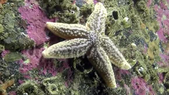 巴伦支海海底的海星视频的预览图