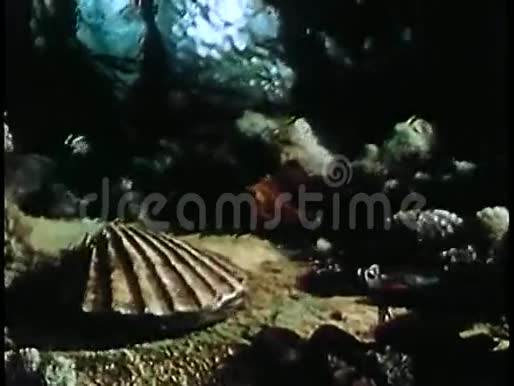 鱼在壳里的怀表中飞驰而过视频的预览图