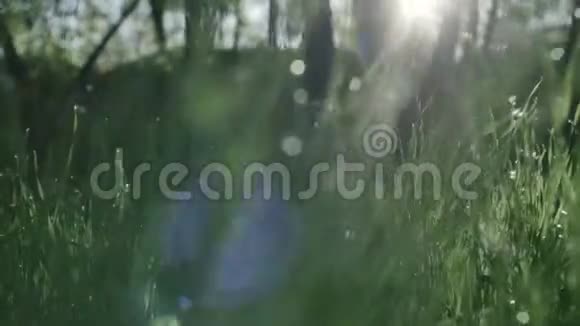 青草和晨露滴视频的预览图