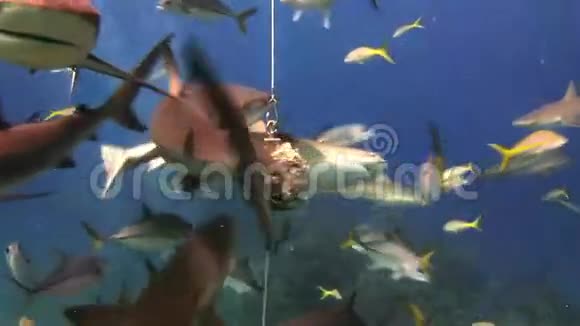 许多暗礁鲨鱼吃鱼饵潜水员鲨鱼视频的预览图
