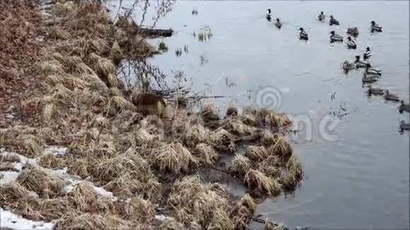流浪狗沿着加奇纳公园的白湖岸边奔跑吓着鸭子加奇纳列宁格勒俄罗斯视频的预览图