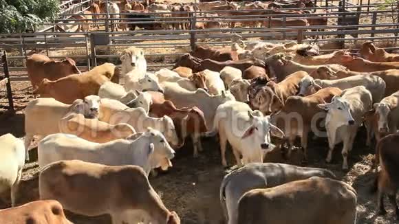 出售庭院围栏的牛牛视频的预览图
