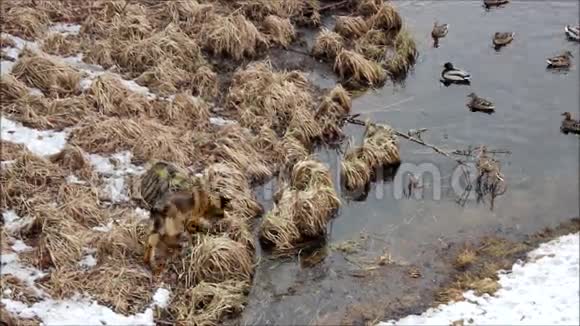 流浪狗沿着加奇纳公园的白湖岸边奔跑吓着鸭子加奇纳列宁格勒俄罗斯视频的预览图