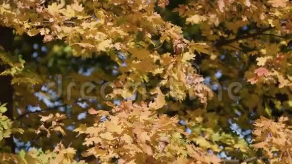 叶落在秋城公园漂亮的背景视频的预览图