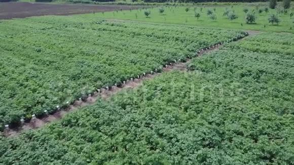 鸟瞰农田剪辑绿地和植被的俯视图农业产业苗木领域视频的预览图