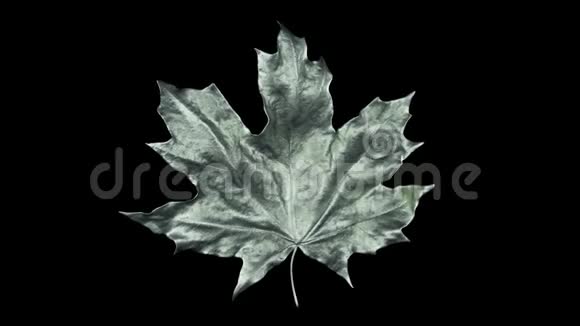 特写旋转的枫叶被水珠覆盖叶银色隔离在黑色背景上3D4K视频的预览图