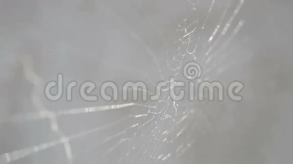 蜘蛛网的特写视频的预览图