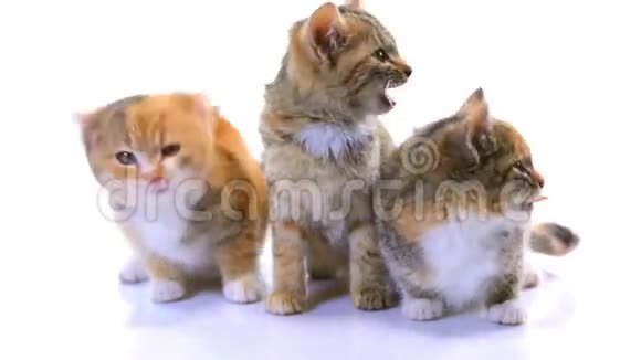 三只可爱小猫的视频视频的预览图