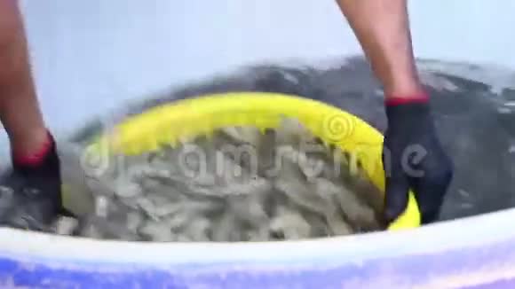 工人洗虾从桶里拿出来视频的预览图