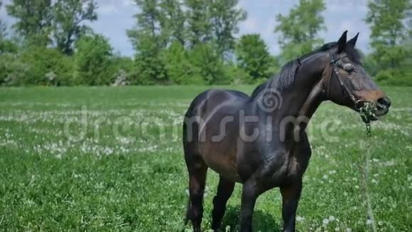 黑马吃草慢视频的预览图