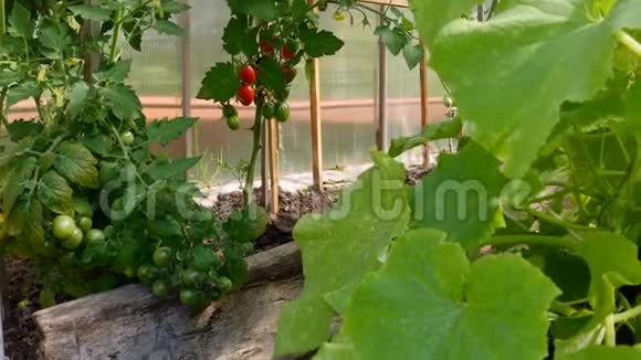 西红柿在温室里生长视频的预览图