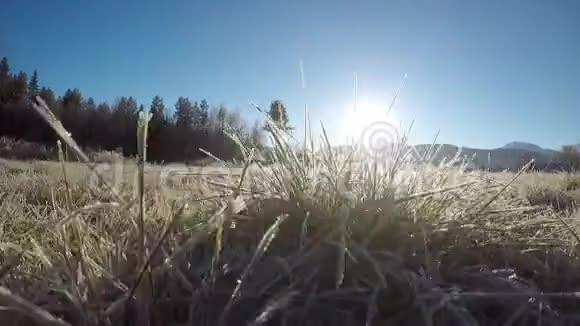 在秋日的阳光下在田野上徘徊着冰霜覆盖的草视频的预览图