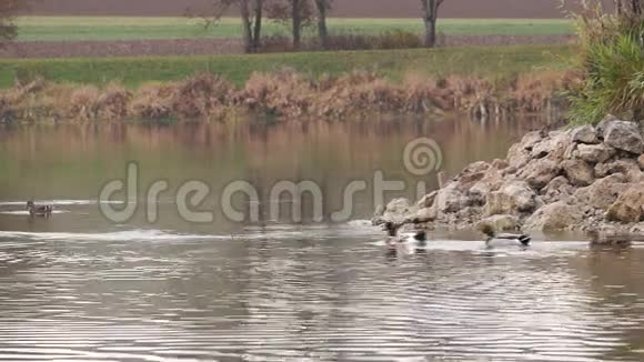 游泳鸭子在湖边的鸭子视频的预览图