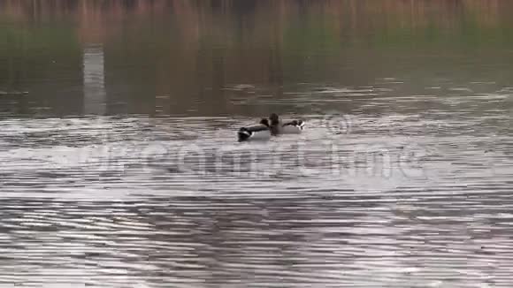 游泳鸭子在湖边的鸭子视频的预览图