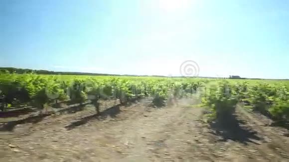 开车经过法国南部的葡萄园视频的预览图