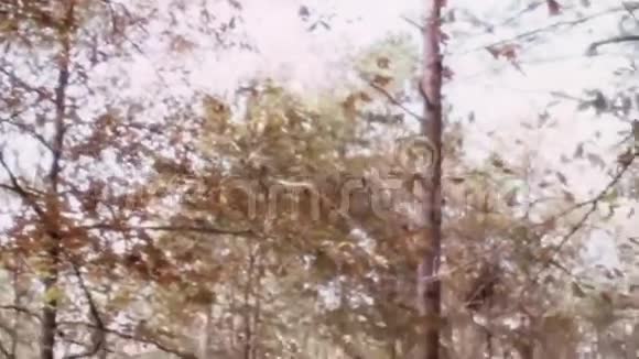 鸟从树上坠落到森林的地面视频的预览图