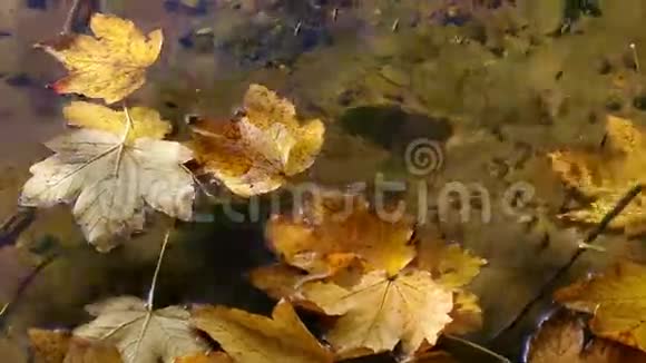 水中的叶子水中的蜘蛛视频的预览图