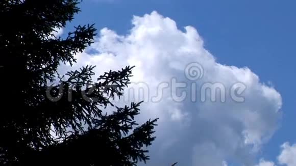 云和树视频的预览图
