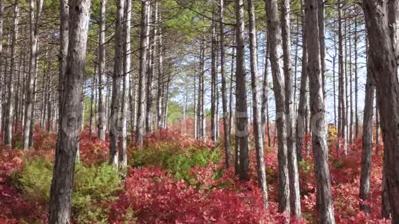 绿松林和红落叶树视频的预览图