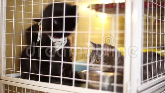 动物收容所猫在等新主人视频的预览图