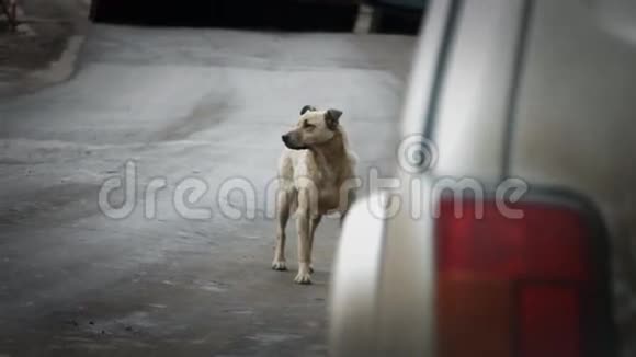 流浪狗在路上视频的预览图