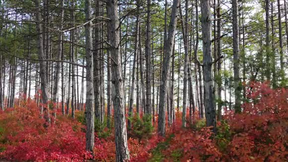 绿松林和红落叶树视频的预览图