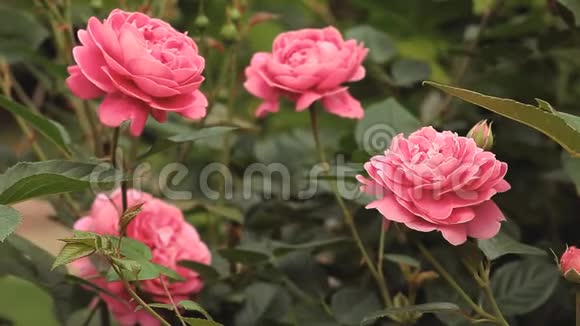 粉红玫瑰花园背景高清镜头视频的预览图