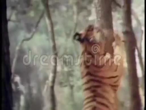 森林中的老虎试图跳上树视频的预览图