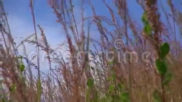 枯黄的芦苇草正迎风招展迎着一片晴朗的蓝天飘着几朵散落的云彩视频的预览图