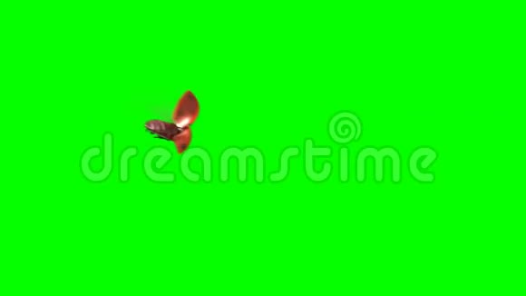 绿色背景下的瓢虫土地视频的预览图