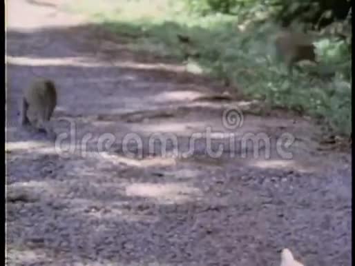 一群猴子在砾石路上行走视频的预览图