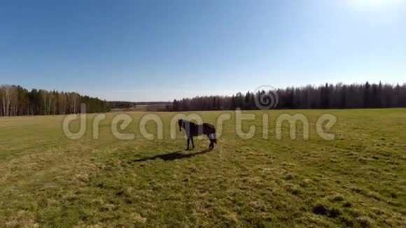 一匹马站在田野里空中景色视频的预览图