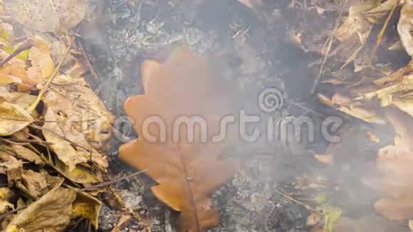 4k3840像素15fps的灰烬橡树叶燃烧的时间推移视频视频的预览图