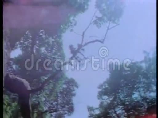 一个人在森林小径上背着一捆捆的棍子视频的预览图