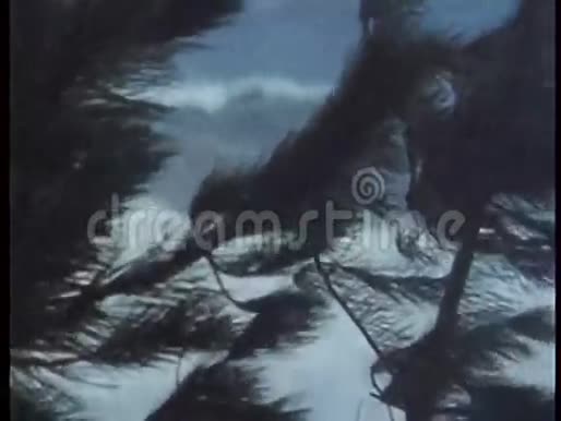 沿海树木在强风下吹拂视频的预览图