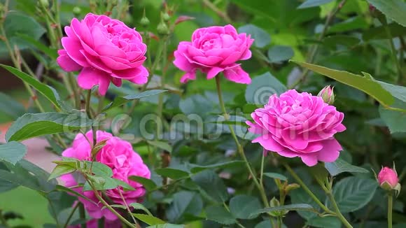 粉红玫瑰花园背景高清镜头视频的预览图