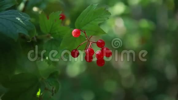 绿色灌木丛上美丽的红色浆果视频的预览图
