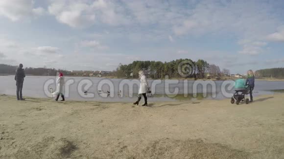 春天一家人在冰冻的湖面上喂鸭子和天鹅鸟4K视频的预览图