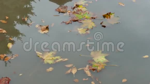 汽车骑在一个秋天离开的游泳池上视频的预览图