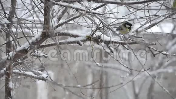 鸟儿在降雪中拍打着眼睑视频的预览图