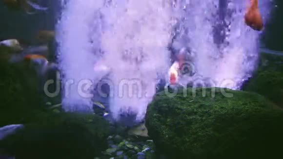 水下抽象模式小鱼和气泡视频的预览图
