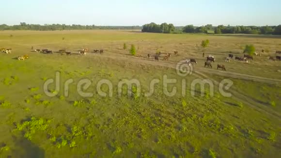 带着吃草的奶牛飞过绿野乡村航空背景视频的预览图