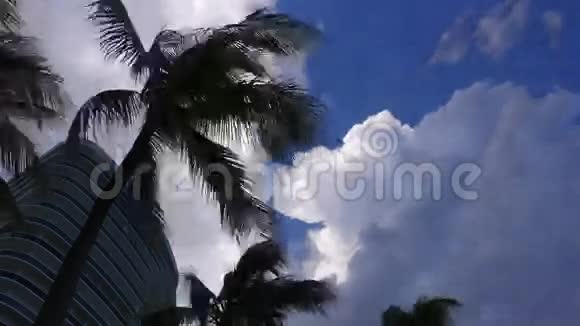 夏季白天多云蓝色天空手掌移动4k时间间隔佛罗里达美国视频的预览图