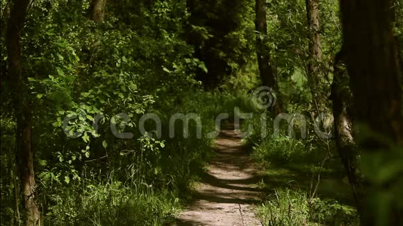 女人在夏天的森林里奔跑视频的预览图