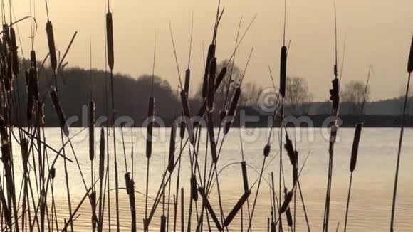 日落时在湖上迎风摇曳的野生芦苇中锋视频的预览图