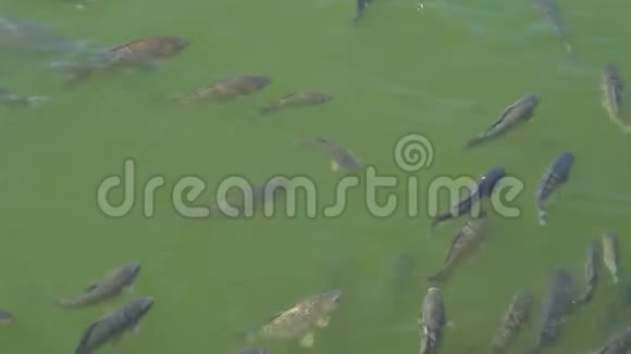 锦鲤鱼花鲤鱼正在池塘游泳视频的预览图