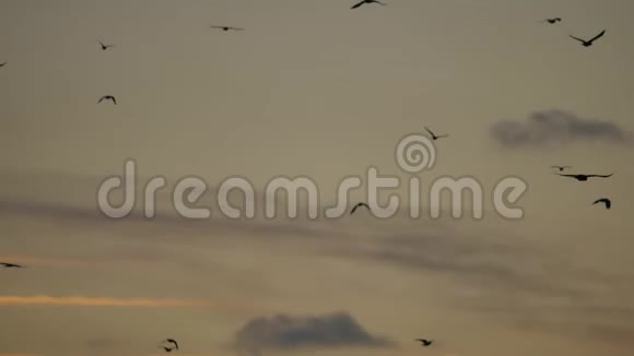 一群鸟在日落时在天空中飞翔一群秋天的鸟儿天空中的乌鸦阳光视频的预览图