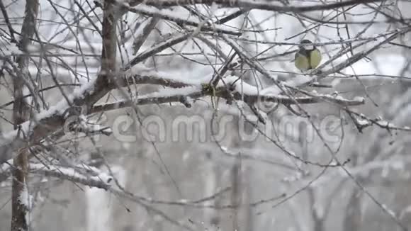 鸟儿在降雪中拍打着眼睑视频的预览图
