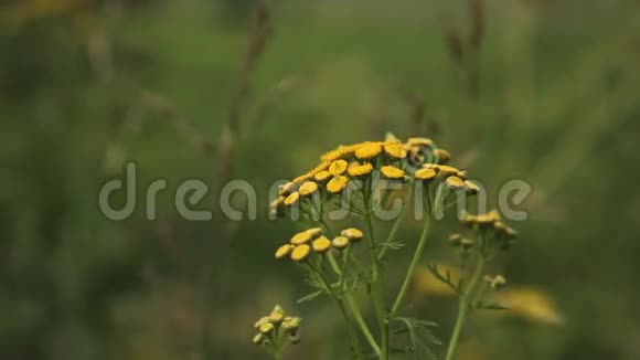 美丽的黄色野花视频的预览图