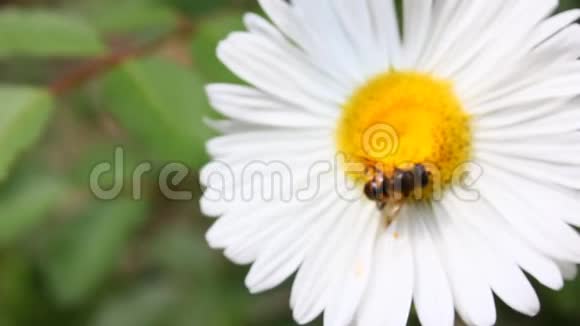 蜜蜂在白花收获视频的预览图
